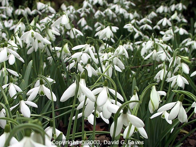 Snowdrops along the Winter Walk 