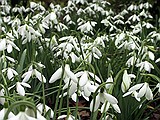 Snowdrops along the Winter Walk 