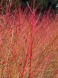 Cornus sanguinea Dogwood along the Winter Walk 