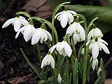 Snowdrop Close up  