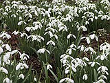 More Snowdrops along the Winter Walk 