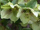 Hellebore 