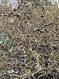 Corkscrew Hazel 