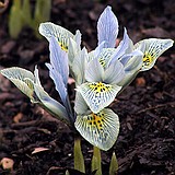 Iris 