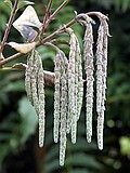 The tassles of a Garrya elliptica Silk Tassle Bush