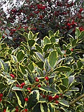 Contoneaster Rothschildianus and Euonymus/h2>