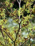 Hamamelis Witch Hazel