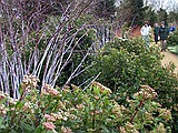 Skimmia x confusa `Kew Green' and Rubus cockburnianus 