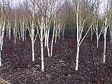 A grove of Betula jacquemontii Silver Birch 