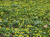 A swathe of Eranthis hyemalis Winter Aconties and Snowdrops