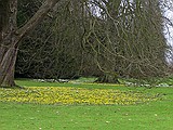 Winter Aconties and snowdrops grow in the shadow of the trees 