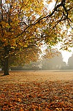 Horse Chesnuts   Jesus College, Cambridge