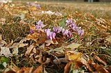 Cyclamen in the leaves  Jesus College, Cambridge