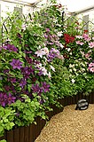 Chelsea Flower Show\nGrand Pavilion - Thorncroft Clematis Nursery