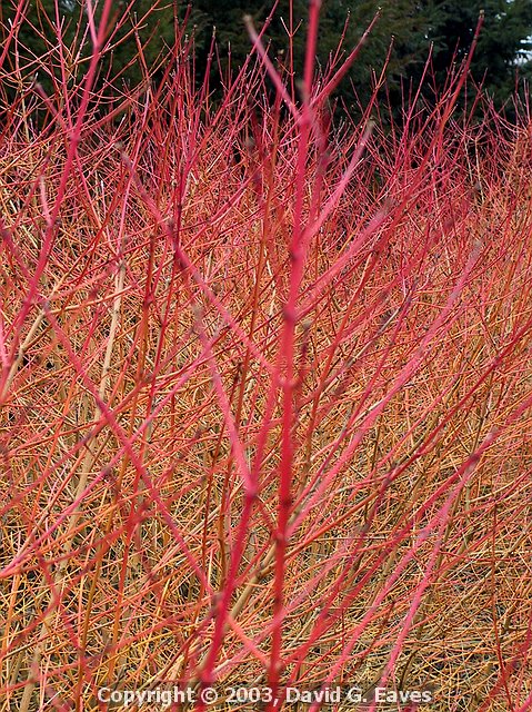 Cornus sanguinea Dogwood along the Winter Walk 
