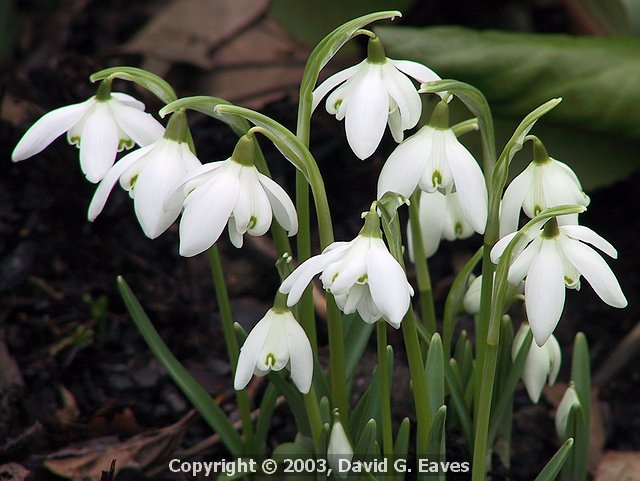 Snowdrop Close up  