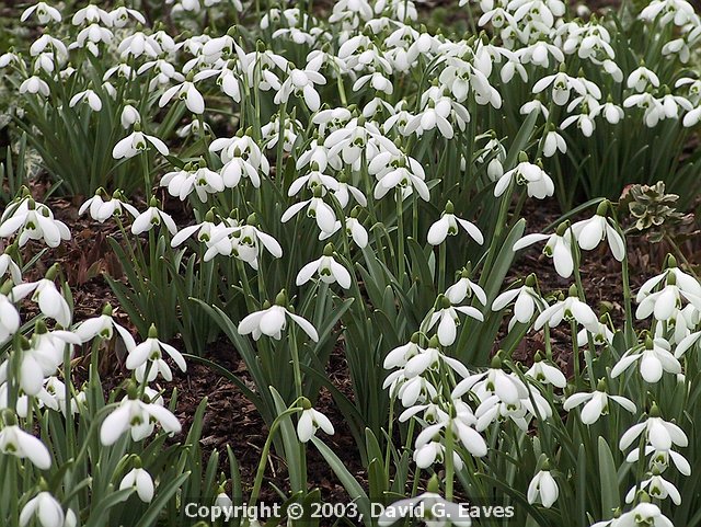More Snowdrops along the Winter Walk 
