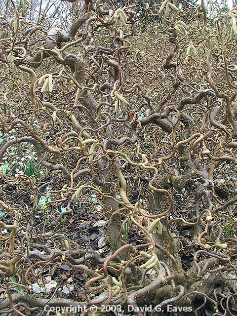 Corkscrew Hazel 