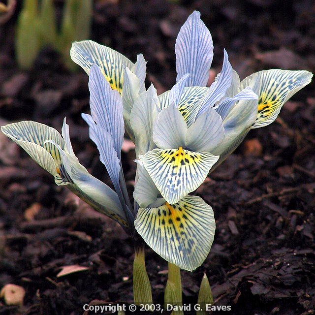 Iris 