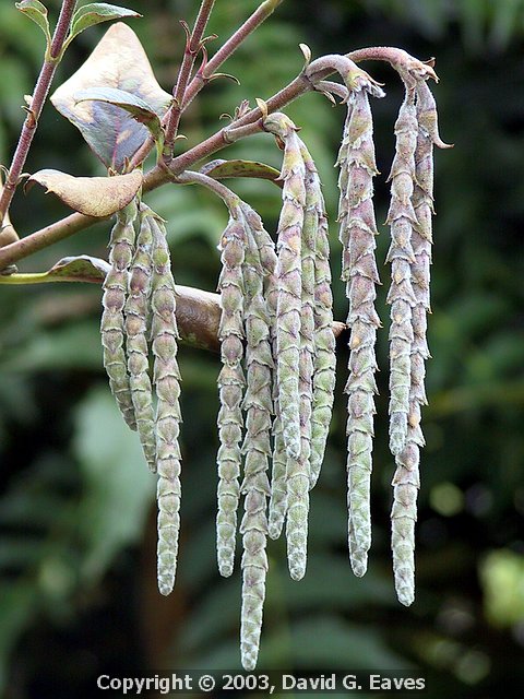 The tassles of a Garrya elliptica Silk Tassle Bush