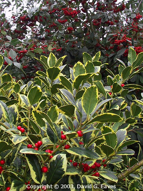 Contoneaster Rothschildianus and Euonymus 