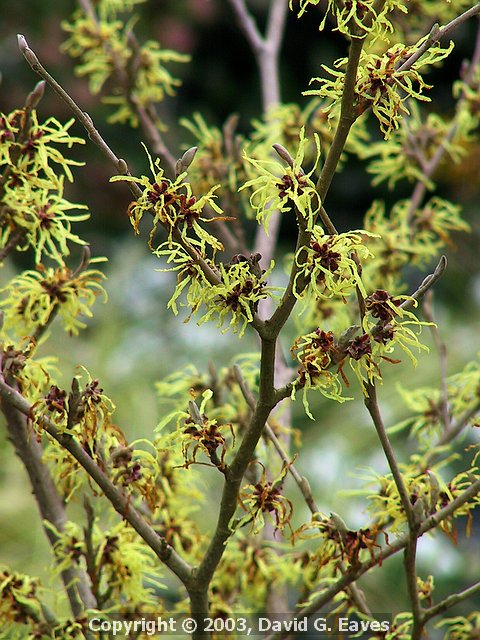 Hamamelis Witch Hazel