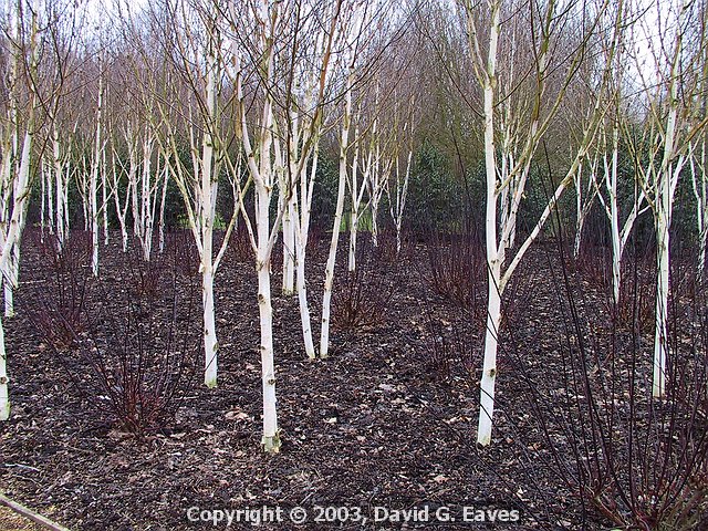 A grove of Betula jacquemontii Silver Birch 