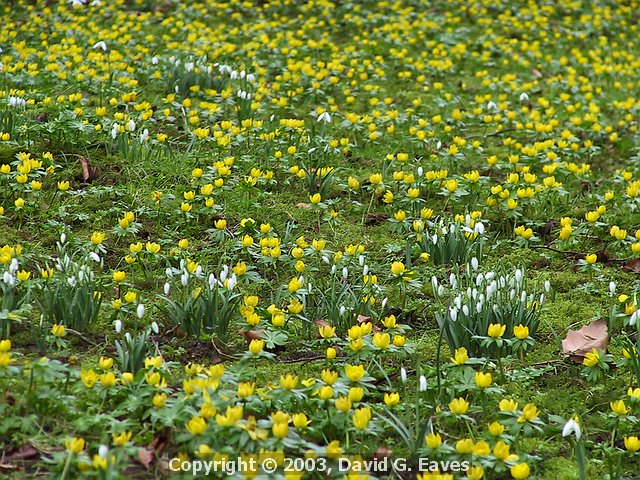 A swathe of Eranthis hyemalis Winter Aconties and Snowdrops