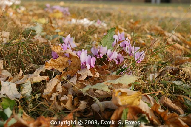 Cyclamen in the leaves  Jesus College, Cambridge