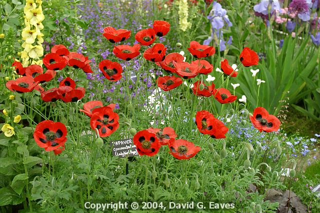 Chelsea Flower Show\nGrand Pavilion - Ladybird Poppy