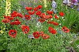 Chelsea Flower Show\nGrand Pavilion - Ladybird Poppy