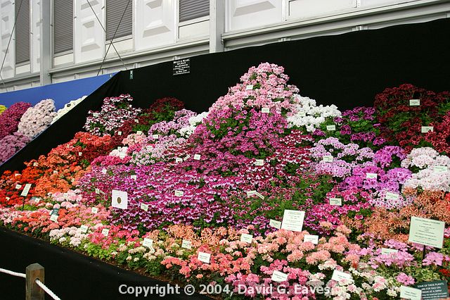 Chelsea Flower Show\nGrand Pavilion - Brian & Pearl Sulman, Pelargoniums