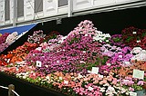Chelsea Flower Show\nGrand Pavilion - Brian & Pearl Sulman, Pelargoniums