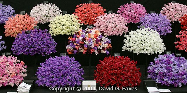 Chelsea Flower Show\nGrand Pavilion - Sweet Peas