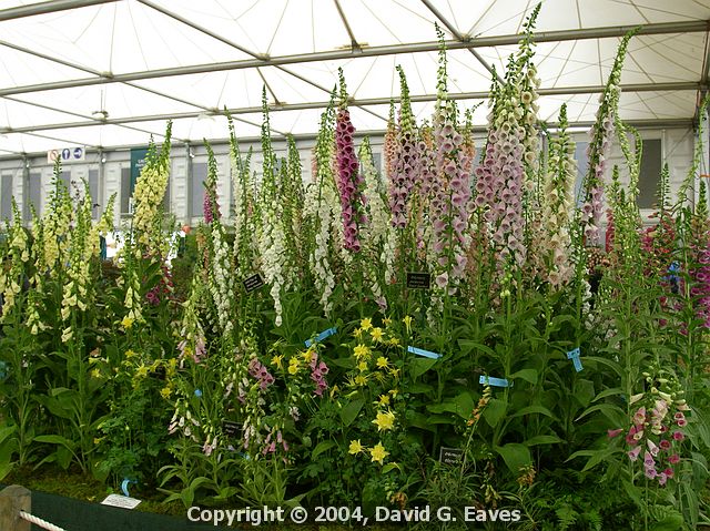 Chelsea Flower Show\nGrand Pavilion - Foxgloves