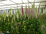 Chelsea Flower Show\nGrand Pavilion - Foxgloves