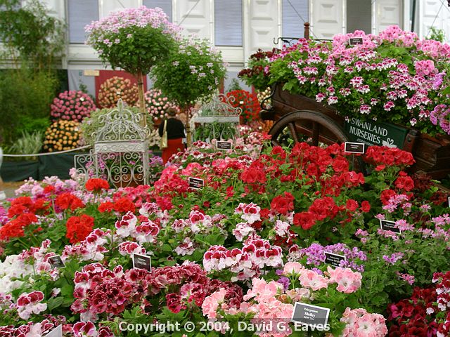 Chelsea Flower Show\nGrand Pavilion - Swanland Nurseries