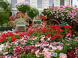 Chelsea Flower Show\nGrand Pavilion - Swanland Nurseries