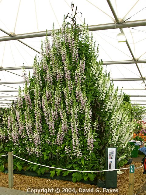 Chelsea Flower Show\nGrand Pavilion - Foxglove Pyramid