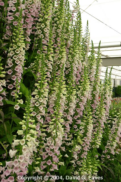 Chelsea Flower Show\nGrand Pavilion - Foxglove Pyramid close up