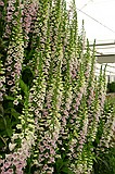 Chelsea Flower Show\nGrand Pavilion - Foxglove Pyramid close up