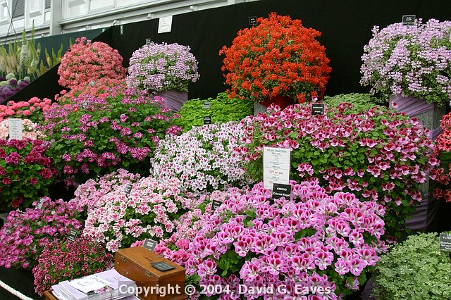 Chelsea Flower Show\nGrand Pavilion - Fir Trees Pelargonium Nursery\n