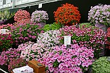 Chelsea Flower Show\nGrand Pavilion - Fir Trees Pelargonium Nursery\n