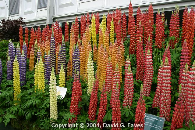 Chelsea Flower Show\nGrand Pavilion - Lupins