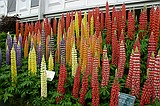 Chelsea Flower Show\nGrand Pavilion - Lupins