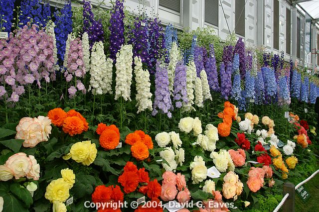 Chelsea Flower Show\nGrand Pavilion - Blackmore & Langdon