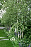 Chelsea Flower Show\nThe Knightsbridge Urban Renaissance Garden