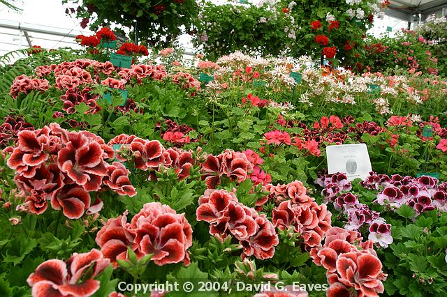 Chelsea Flower Show\nGrand Pavilion