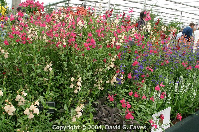 Chelsea Flower Show\nGrand Pavilion