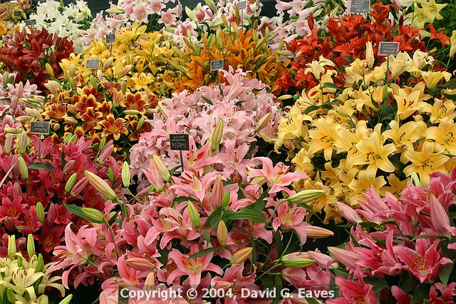 Chelsea Flower Show\nGrand Pavilion - Lillies